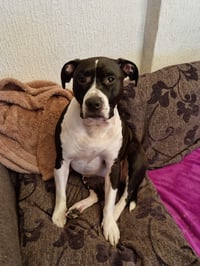 roxy