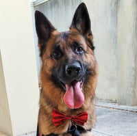 Rex