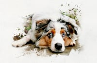 Bailey