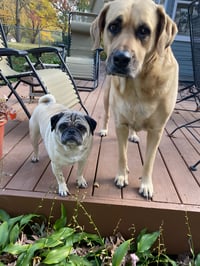 Charlie or Chuck