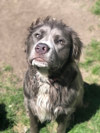 Maximus Moose