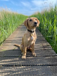 Otis