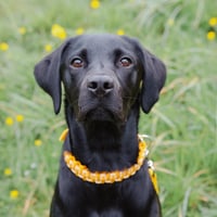 Oscar
