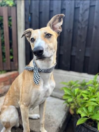 Oscar