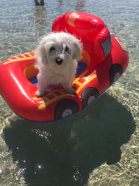 Pepito