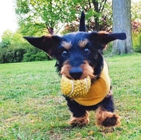 Poldi