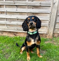 Ronnie