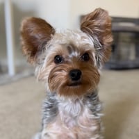 Chewbacca