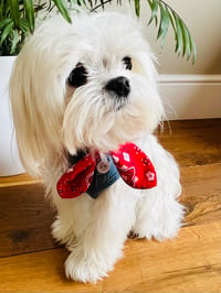 Georgie