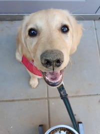 Lou