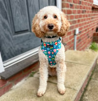 Cooper