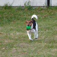 Lulu
