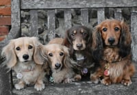 Cookie, Hattie, Slinky, Annie