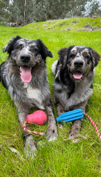 Teddy & Yogi