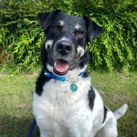 Harvey