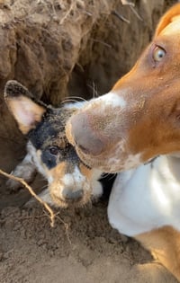 Delidog