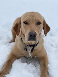 Milo