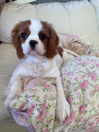 Lady Rose MacClare