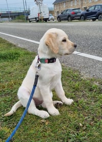 Marley