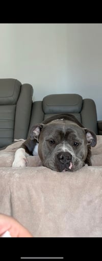Hippo