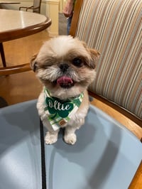 Ollie