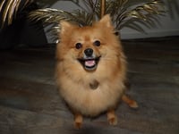 Teddy