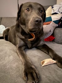 Pipa
