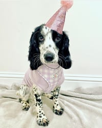Piper