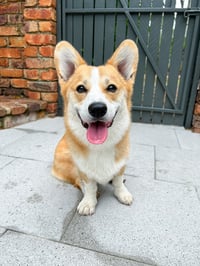 Hank