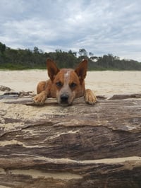 Bindi