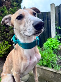 Oscar