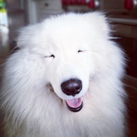 Buddy