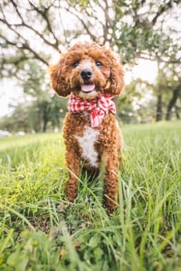 Winston