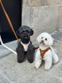 Cocó and Kaido