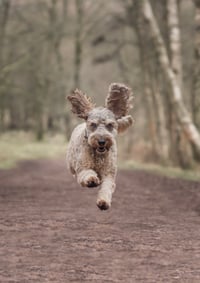 Dougal
