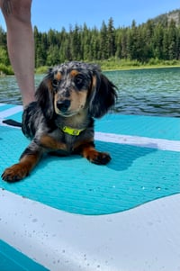 Frankie