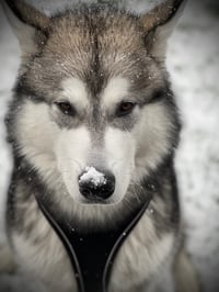 Nova