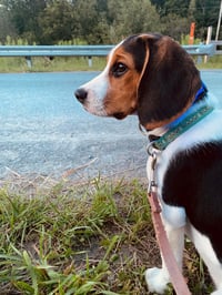 tucker