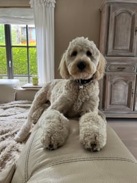 Oli