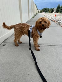 Louie