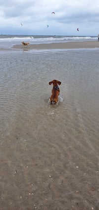 Neddie