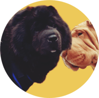 Kovu