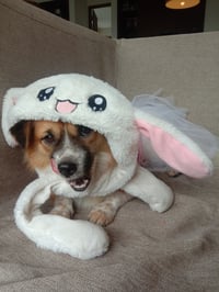 Chibie