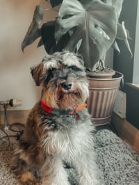 Otis
