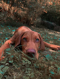 Cooper