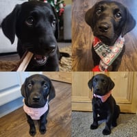 Bonnie