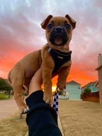Canelo