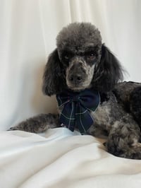 Otto