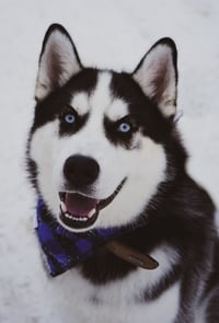 Leo
