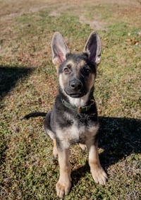 Rambo